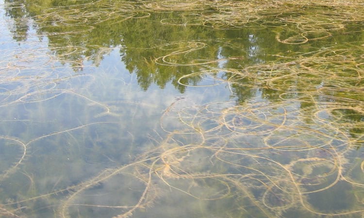 Friends of Lake Leelanau